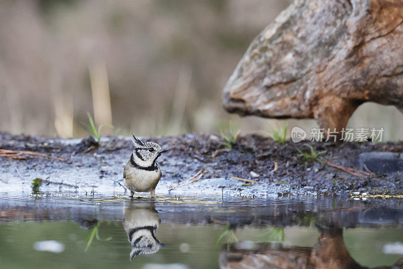 冠山雀(Lophophanes cristatus)洗澡